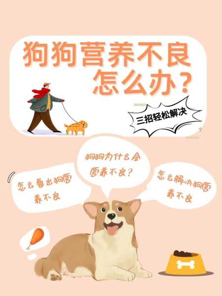 狗狗怀孕了应该怎么保胎（狗狗怀孕期间怎么补充营养）