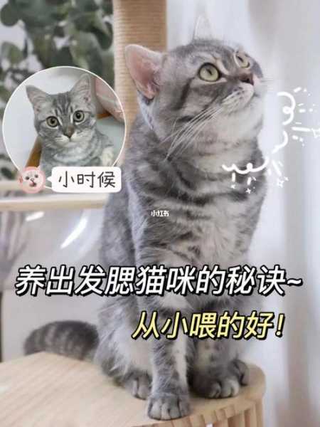 宠物猫要从小养吗（猫需要从小养吗）