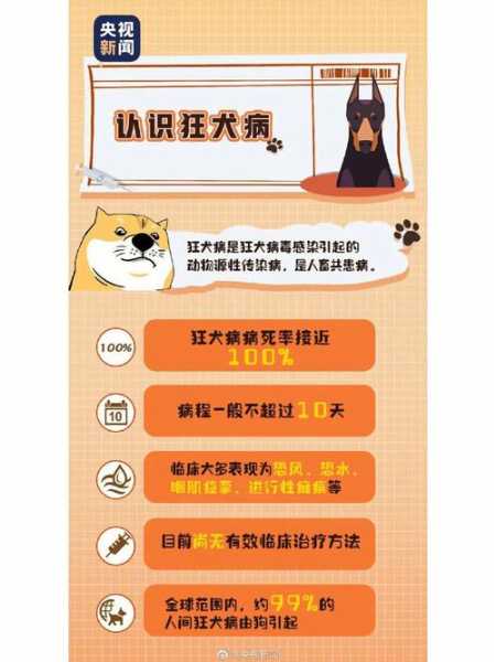 狗狗被猫咪抓伤了怎么办（狗狗被猫猫抓出血）