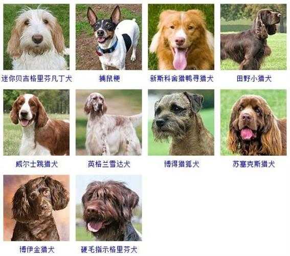 宠物犬品种名字的由来和寓意（你可以给我讲一下所有的宠物犬的名字）