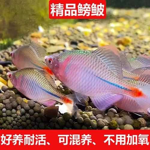 饲养七彩鱼的注意事项（如何养七彩鱼苗）