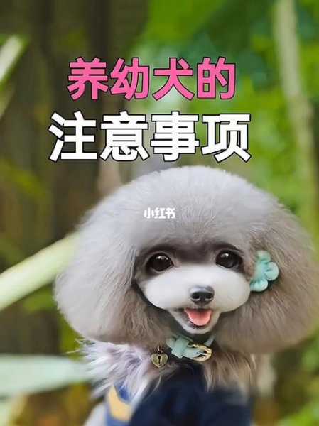 冬季幼犬饲养方法（冬天养幼犬需要注意什么）