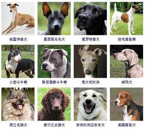 宠物犬怎么选（宠物犬怎么选品种）