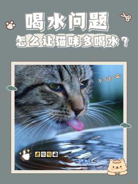 猫咪突然疯狂爱喝水怎么办（猫突然很爱喝水怎么办）