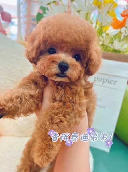 给贵宾犬训练的时候可以抱吗（饲养贵宾犬）