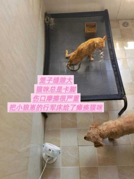 怎么能让猫不挠家具（如何让猫不挠床）