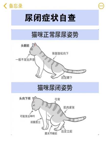 猫排尿次数多是正常吗（猫排尿多怎么回事）