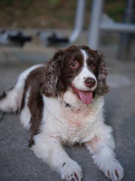 史宾格犬纯种多少钱一只（史宾格犬一般活到几岁）