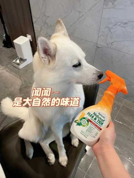 狗狗身上有蜱虫怎么办有什么症状（狗狗身上有蜱虫怎么治）