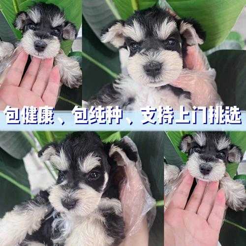 雪纳瑞幼犬如何挑选（雪纳瑞幼犬如何挑选纯种）