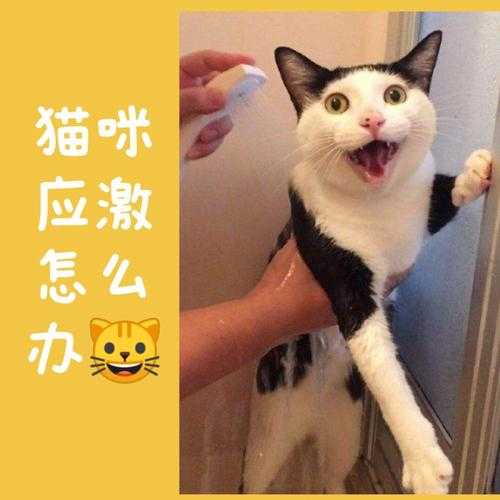 猫咪犯错误怎么处理（猫猫犯错误怎么惩罚）