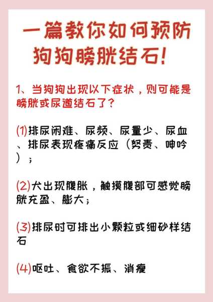 狗狗泌尿系结石治疗（狗狗得了尿结石如何保守治疗）