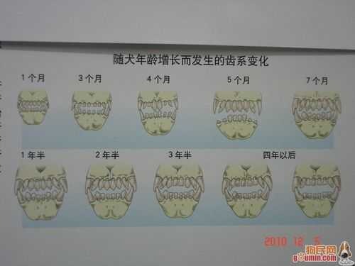 狗换牙顺序图（狗换牙齿顺序和年龄图）