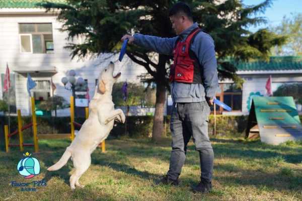 北京哪有训狗的地方（北京哪里有训犬师）