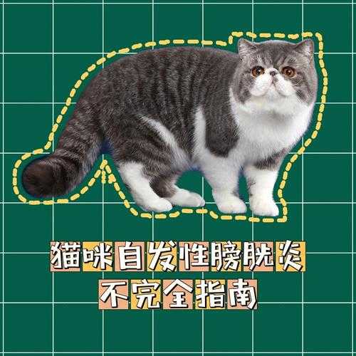 猫咪突发性膀胱炎（猫咪膀胱炎好转的征兆）