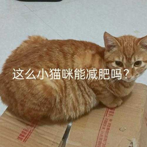 猫减肥不好吗（猫咪减肥吃多少合适）