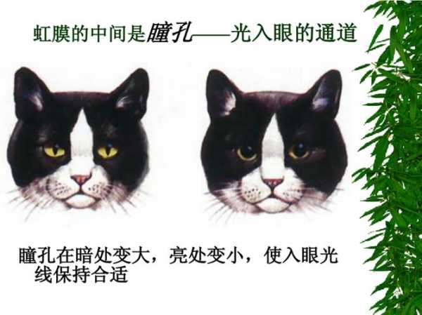 猫对光线的反应（猫对亮光的反应）