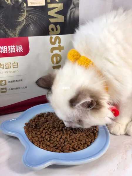 布偶猫吃什么营养品好点（布偶猫吃什么猫粮又便宜又营养）