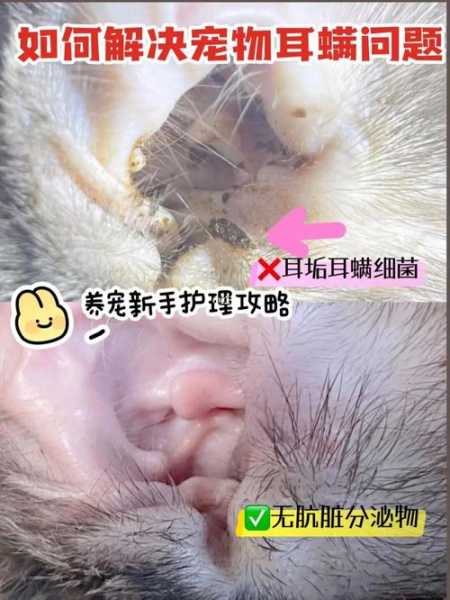 猫咪耳螨如何处理（猫咪耳螨怎么处理）