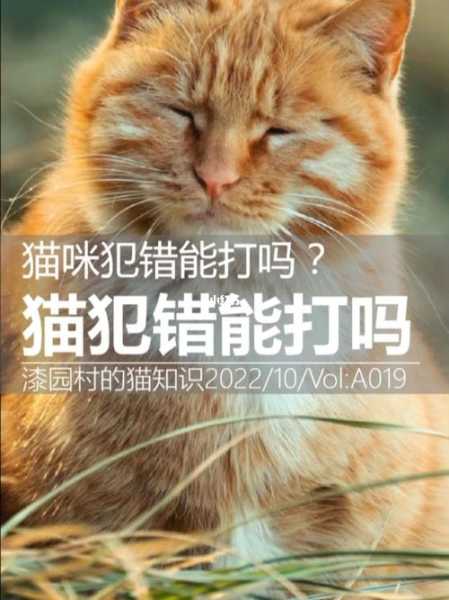 猫犯错了怎么办（猫犯错了该怎么办）