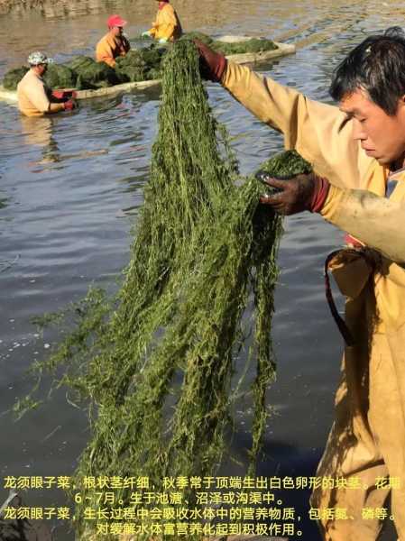 水草种植技巧（水草种植技巧和方法）