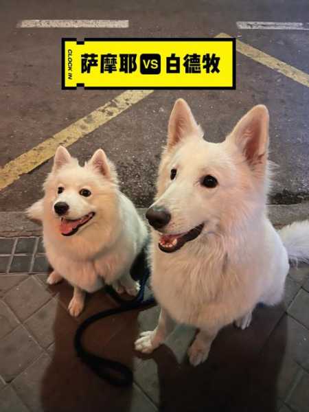 银狐犬和萨摩耶的区别幼犬（银狐犬跟萨摩耶的区别）