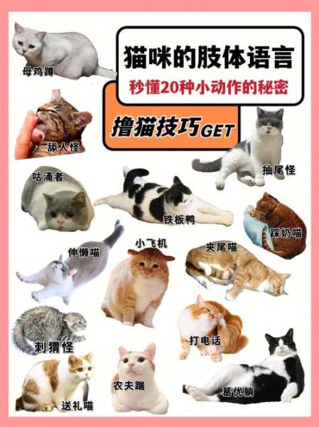 猫咪肢体语言解析（猫咪肢体语言解析视频）