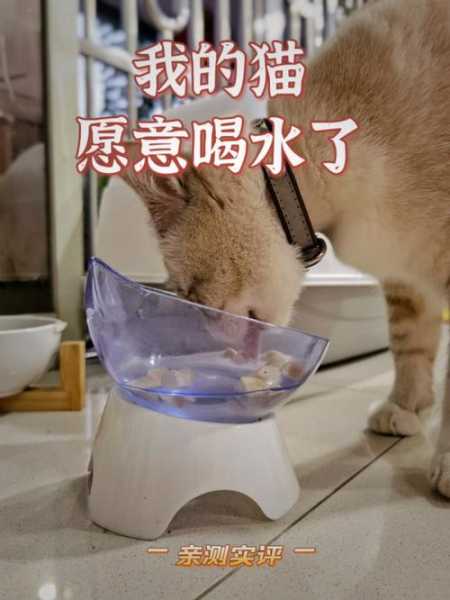 宠物猫咪不喜欢喝水不吃猫粮（宠物猫不喜欢喝水怎么办）