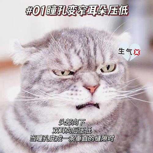 猫咪脾气怪怎么办（猫脾气特别不好怎么办）