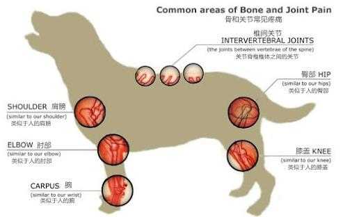 德国牧羊犬髋关节（德国牧羊犬髋关节病的表现和治疗）