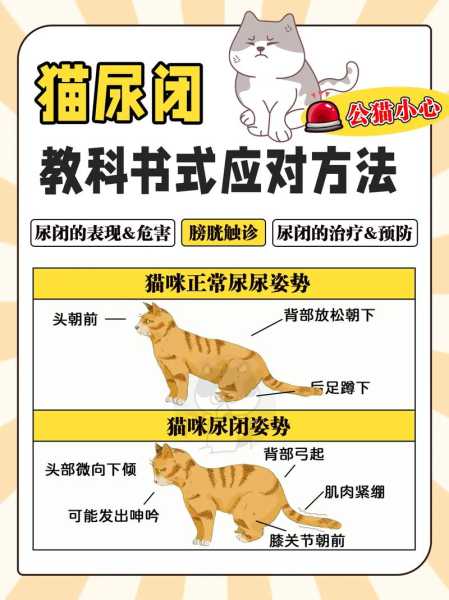 猫咪尿床怎么办?猫尿不湿（猫咪尿床怎么办?猫尿不湿怎么处理）