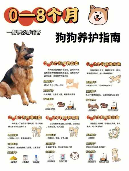 饲养贵宾犬的六大注意是什么（养贵宾犬的人都后悔了）