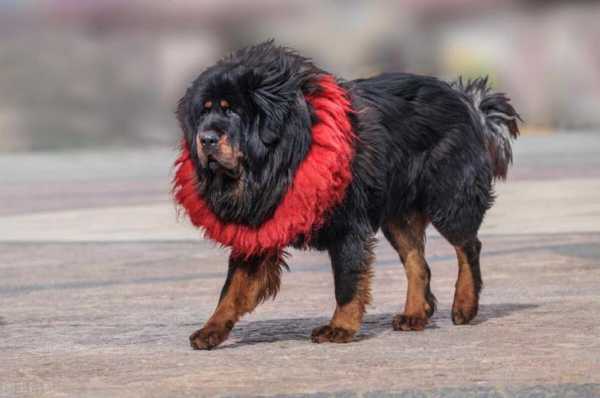 藏獒和其他犬种有哪些区别图片（藏獒和其他犬种有哪些区别图片及价格）