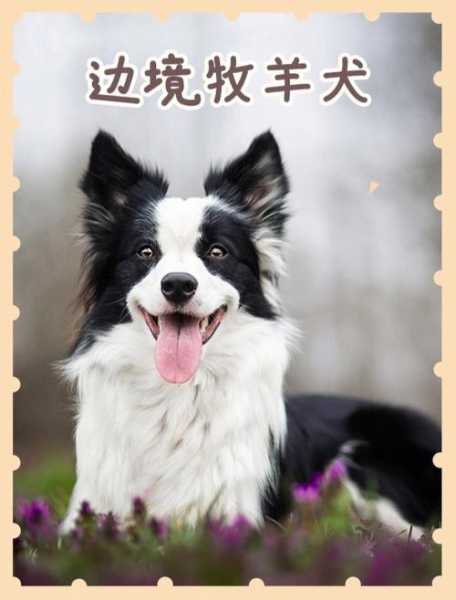 边境牧羊犬特点和缺点（边境牧羊犬有哪些优缺点）