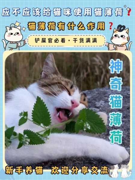 猫薄荷的使用方法和用量（猫薄荷应该怎么使用）