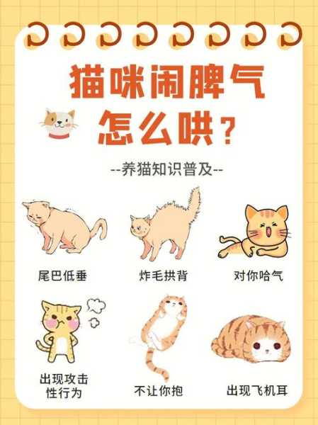 猫咪的脾气很差主人该怎么教育（猫咪脾气怎么样）