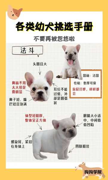 如何挑幼犬（怎样挑幼犬）