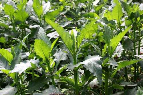 串叶松香草种植技术视频（串叶松香草的种植技术）