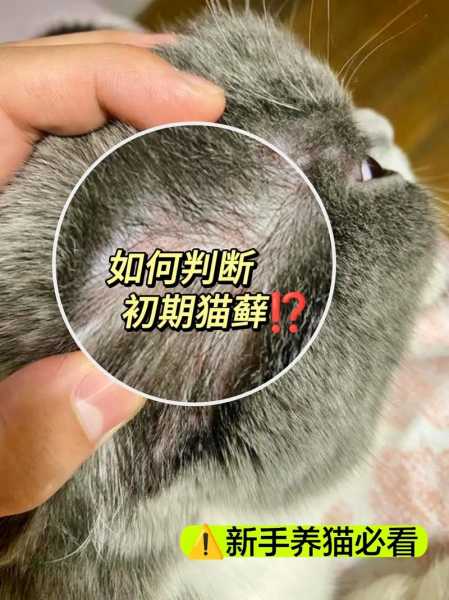 猫猫得了猫藓怎么治（猫猫得了猫藓怎么治疗）