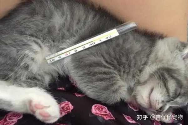 怎么判断猫咪是否发烧猫体温（怎么判断猫咪是不是发烧）