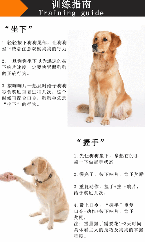 训练巴哥犬的日常行为有哪些（巴哥犬训练教程）