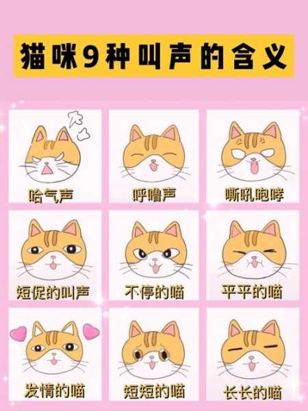 猫猫不同叫声（猫叫不同声音的含义）