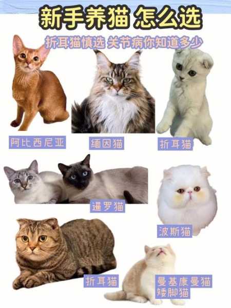 应该如何正确的挑选猫咪（挑选猫咪要注意什么）