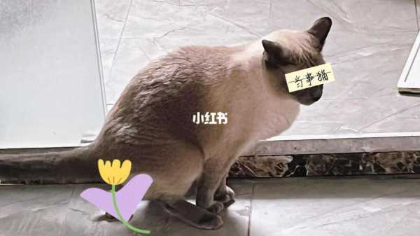 新养的猫不拉屎怎么办（新养的猫不拉屎怎么办视频）