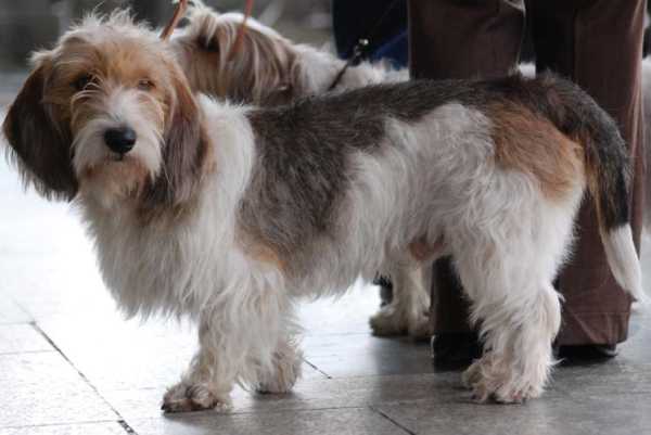 贝吉格里芬凡丁犬图片（贝吉格里芬凡丁犬价格）