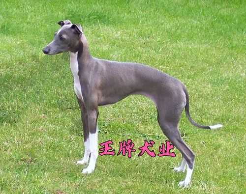 灵缇犬的价格（灵缇犬价格表）