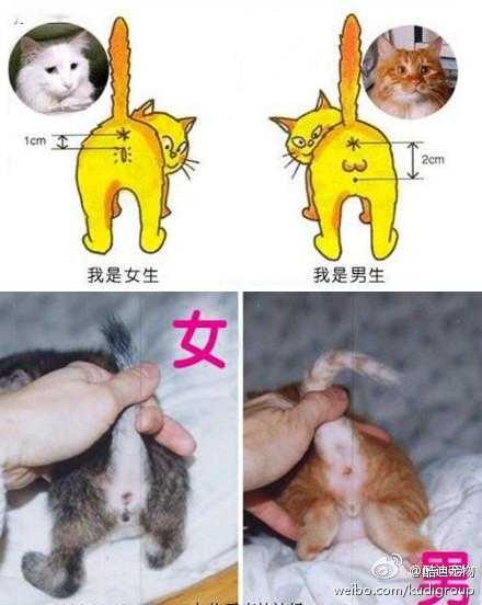 如何辨别纯种和混种猫咪（纯种猫和混血猫的区别）