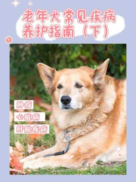 什么是老年犬症候群的特征（老年犬疾病）