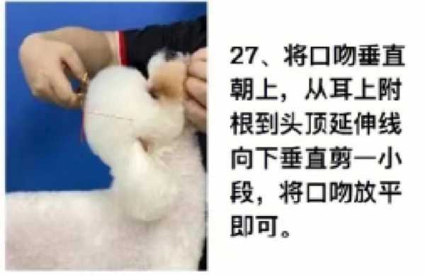 贵宾犬怎么训练才听话（贵宾犬怎么训练才听话呢）