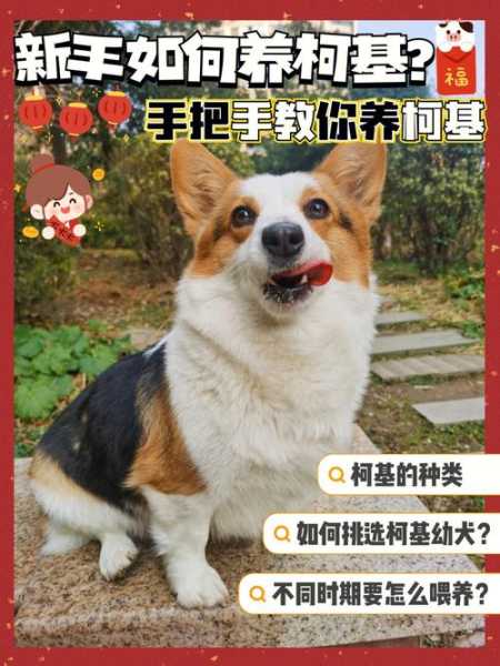 新手如何养柯基狗（如何养好柯基幼犬）